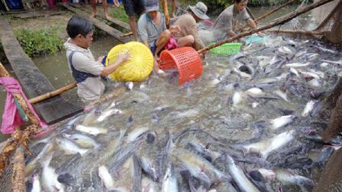 Subventionspolitik für Landwirtschaft der USA erschwert den Export von Pangasius aus Vietnam - ảnh 1